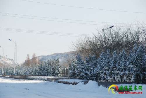 山东：石岛园林管理处积极除雪 确保苗木安全