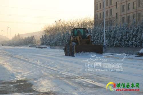 山东：石岛园林处积极除雪 确保苗木安全