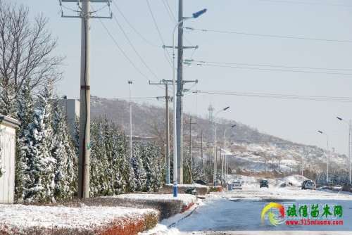 山东：石岛园林管理处积极除雪 确保苗木安全