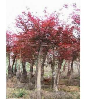 绿化苗木价格复叶槭,北海道黄杨,红枫,金边黄杨,龙爪槐