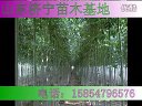 2011苗木价格表 绿化苗木价格 国槐报价 山东苗木价格 山东法桐 (58播放)